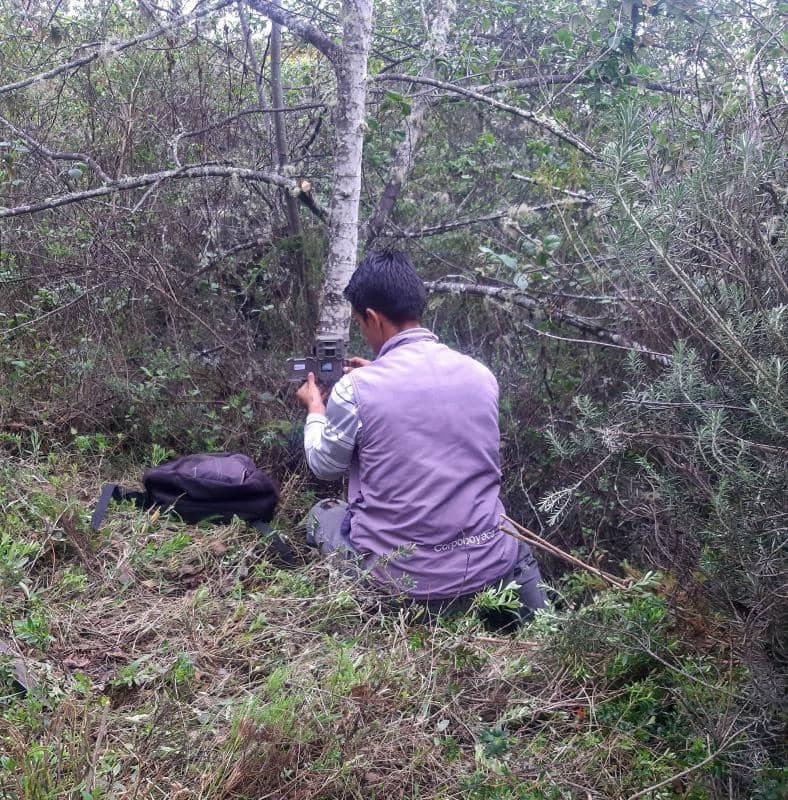 Foto Corpoboyacá realiza evaluación a reportes de afectación a ganado en varios sectores de Boyacá